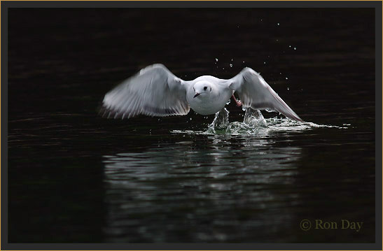 Bonaparte's Gull (Larus philadelphia), Lifting Off