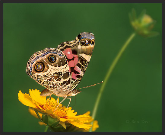 American Painted Lady Butterfly on Coreopsis blossom
