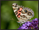 American Painted Lady Butterfly