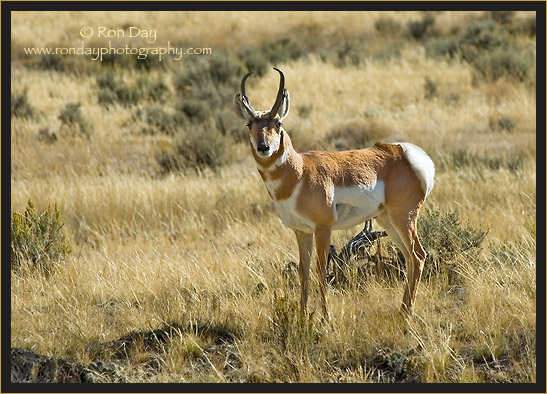 Pronghorn Antelope (Antilocapra americana), Yellowstone