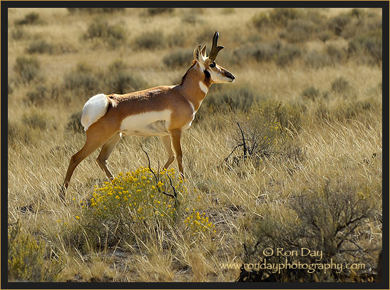 Pronghorn Antelope (Antilocapra americana), Yellowstone
