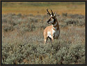 Antelope 4308 Thumbnail