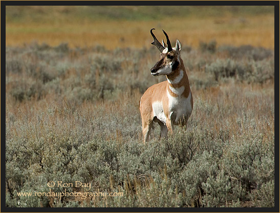 Pronghorn Antelope (Antilocapra americana), Yellowstone