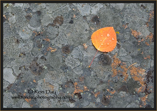 Autumn Aspen Leaf on Lichen, Yellowstone NP