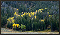 Yellow Aspen Trees