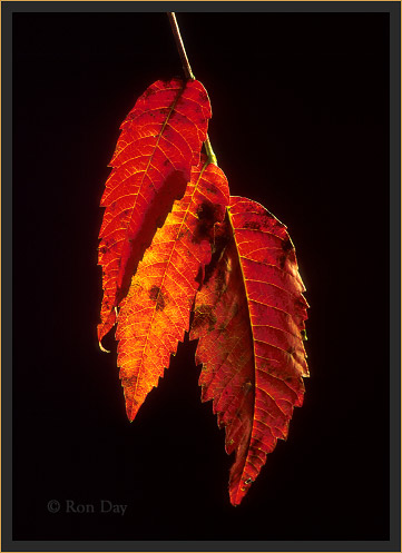 Scarlet Sumac (Rhus glabra)