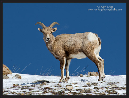 Bighorn Ewe, (Ovis canadensis), Yellowstone