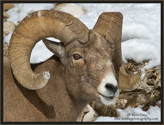 Bighorn Sheep Ram  (Ovis canadensis), Yellowstone