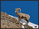 Bighorn Sheep 6451 Thumbnail