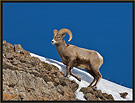 Bighorn Sheep 6451 Thumbnail