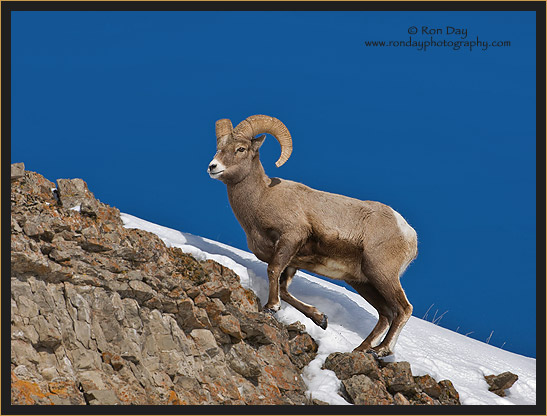 Bighorn Ram on Snowy Incline at Yellowstone