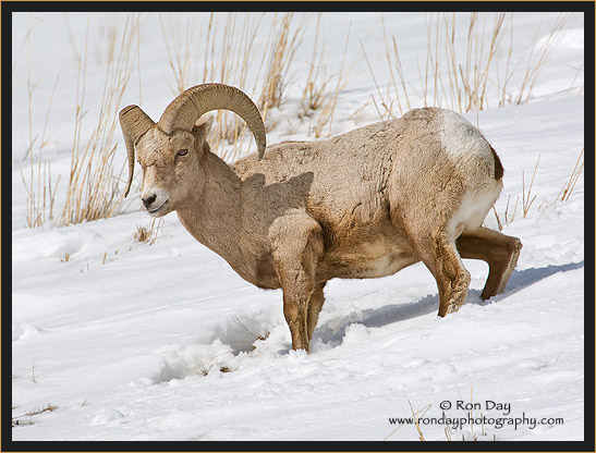 Bighorn Ram in Snow at Yellowstone