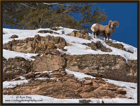 Bighorn  Ram  High in the Rocks at Yellowstone