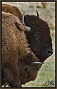 Bison Pair 4089 Thumbnail