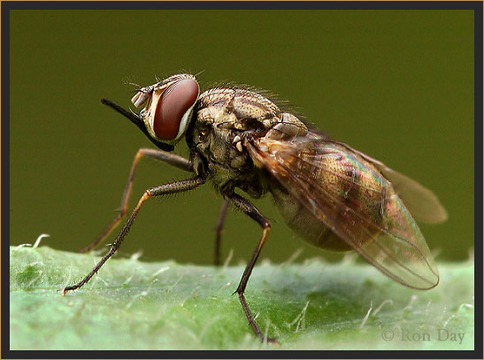 Biting Stable Fly (Stomoxys calcitrans)