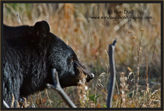 Black Bear (Ursus americanus), Yellowstone