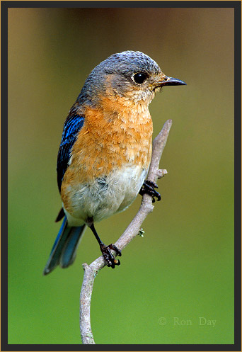 Eastern Bluebird (Sialia sialis)