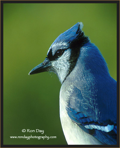 Portrait of Blue Jay (Cyanocitta cristata)