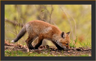 Kit Fox Scenting