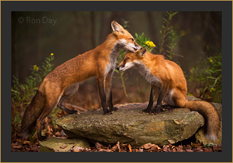 Red Foxes Grooming