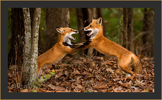 Red Foxes Sparring