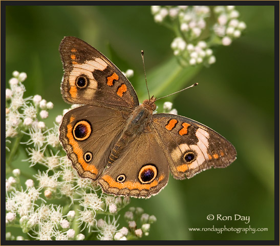 Buckeye Butterfly on Boneset 