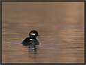 Bufflehead Juvenile