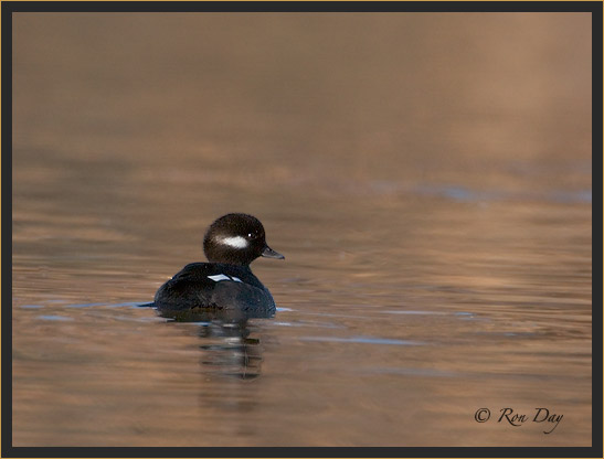 Juvenile Bufflehead Duck