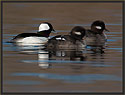 Bufflehead Ducks