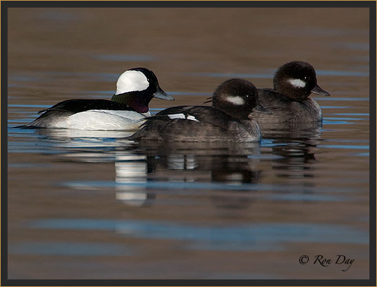 Bufflehead Parent and Juveniles, Bosque del Apache