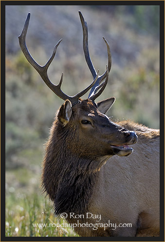 Bull Elk (Cervus elaphus), Yellowstone