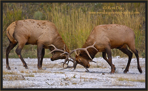 Bull Elk (Cervus elaphus), Sparring at Yellowstone