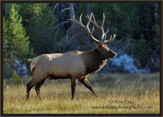 Bull Elk (Cervus elaphus), Yellowstone