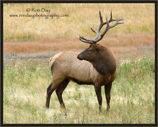 Bull Elk (Cervus elaphus), Yellowstone