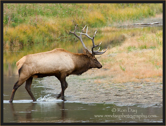 Bull Elk (Cervus elaphus), Yellowstone
