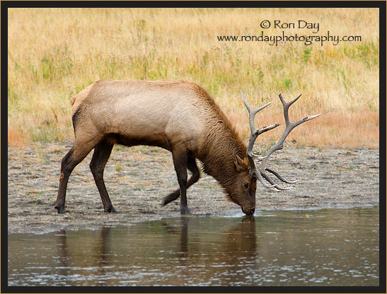 Bull Elk (Cervus elaphus), Drinking, Yellowstone