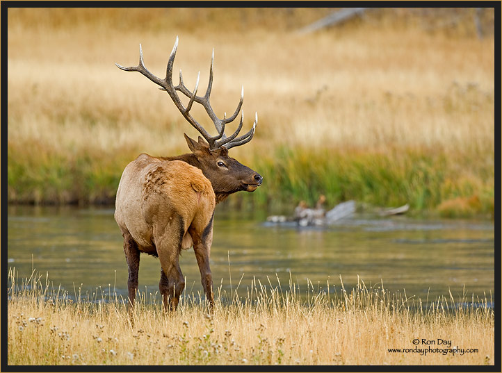 Bull Elk at River in Yellowstone NP