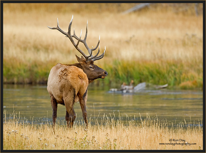 Bull Elk at River in Yellowstone NP