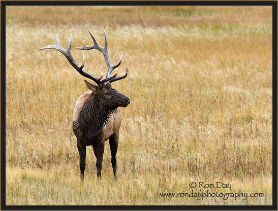 Bull Elk (Cervus elaphus), Yellowstone