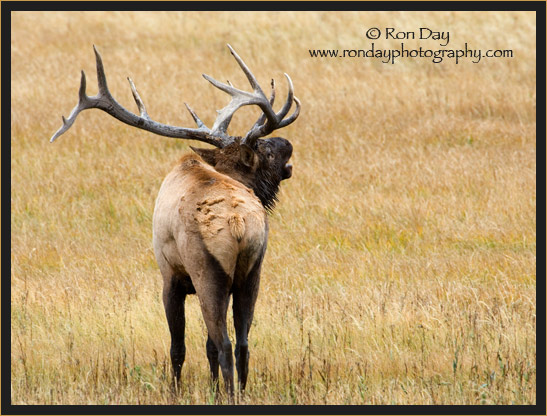 Bull Elk (Cervus elaphus), Bugling at Yellowstone