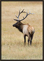 Bull Elk 3996 Thumbnail