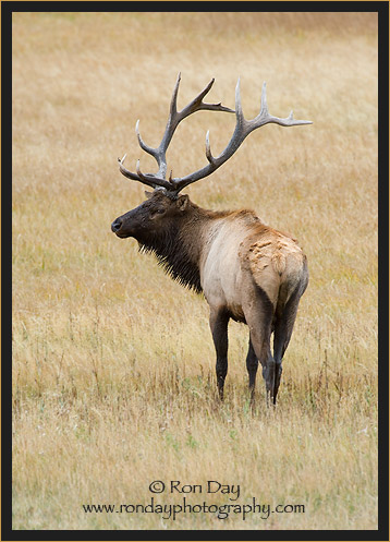 Bull Elk (Cervus elaphus), Yellowstone
