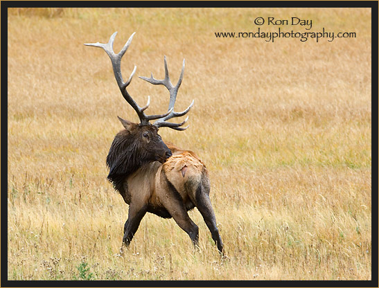 Bull Elk (Cervus elaphus), Yellowstone