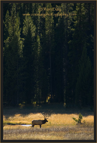 Bull Elk (Cervus elaphus), Yellowstone