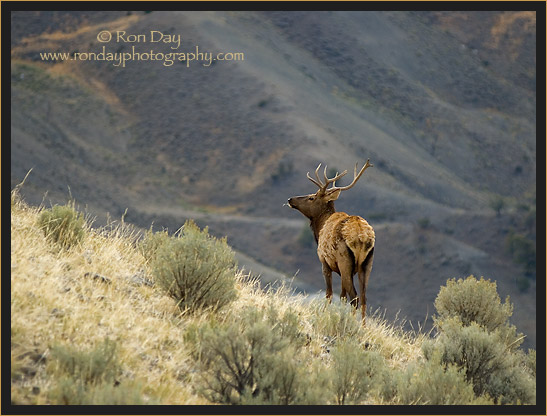 Bull Elk in Mountains at Yellowstone