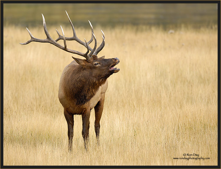 Bull Elk Bugling, Madison River, Yellowstone