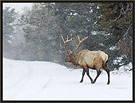 Bull Elk 4602 Thumbnail