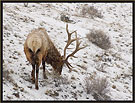 Bull Elk 4610 Thumbnail