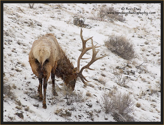 Bull Elk (Cervus elaphus), in Snow Storm