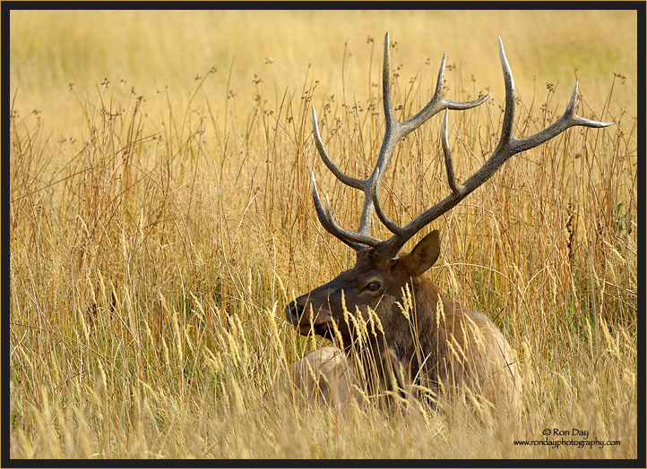 Bull Elk Lying in Meadow, Yellowstone 